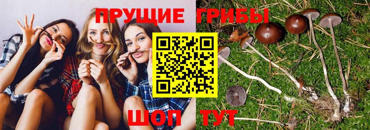 Галлюциногенные грибы GOLDEN TEACHER Димитровград